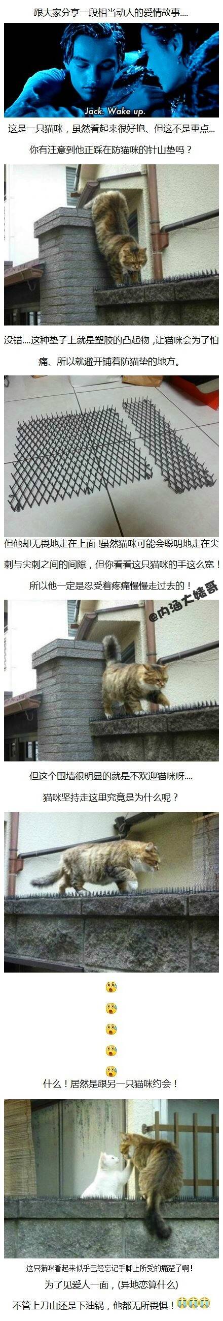 为了见爱人喵连刀山火海也不怕 动人的爱情故事