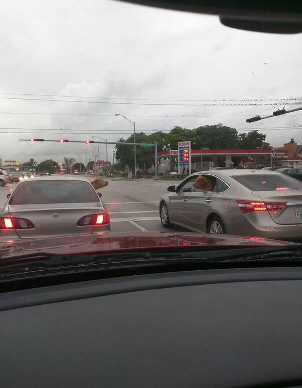 “你主人会不会开车?会不会开车!”“你说啥?再说一句试试!”