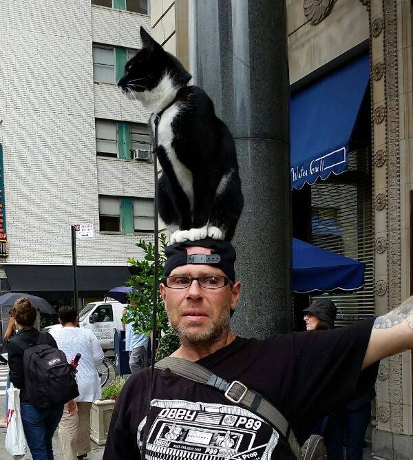 请问,您有看到我家猫吗?
