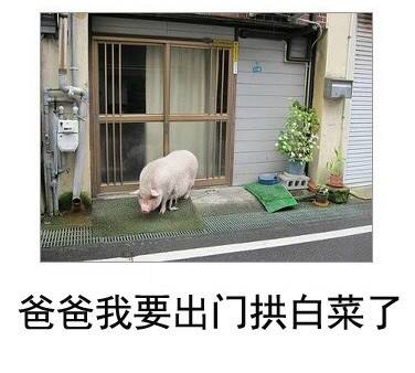  晚FUN来了151109:找媳妇先看丈母娘手臂|这毒贩打不过猫
