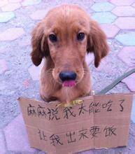  晚FUN来了151109:找媳妇先看丈母娘手臂|这毒贩打不过猫