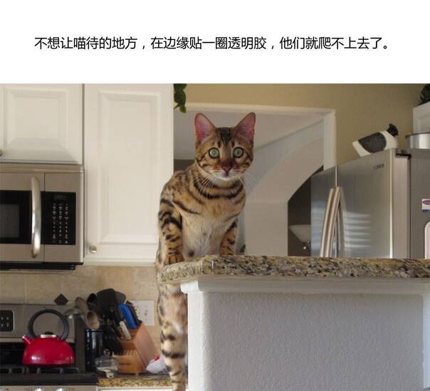 分享一个养猫手册 帮你迅速成为优秀的铲屎官