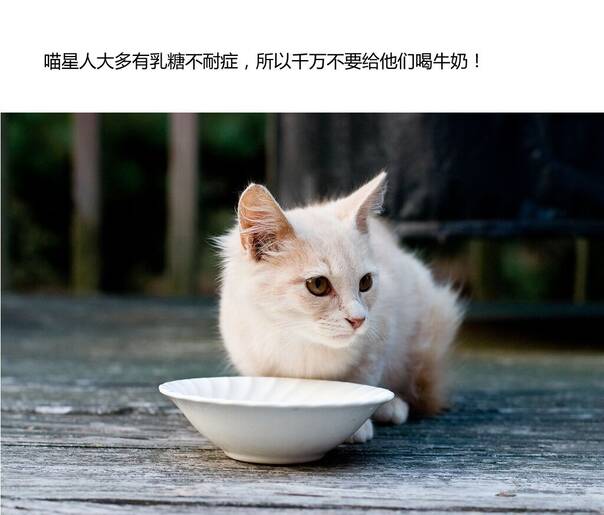 分享一个养猫手册 帮你迅速成为优秀的铲屎官