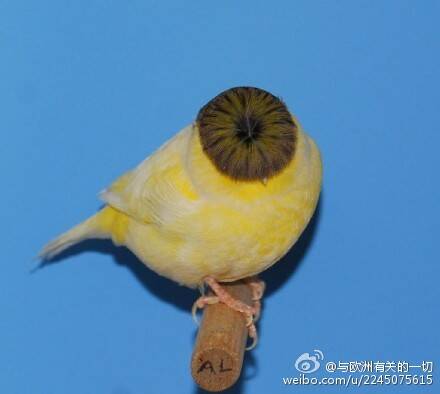 来自动物界的发型碾压 我输得彻彻底底