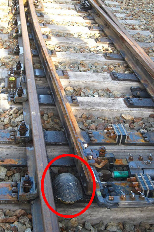 日本重新改造铁路 居然是为了乌龟的出行安全