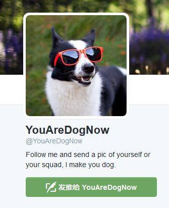 有人开了推特账号 专门找跟你照片最像的那条狗