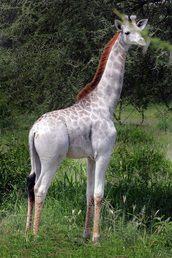 世界上第一只白色长颈鹿 它不是美白了而是生病了