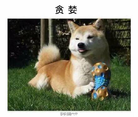  囧图160317:不要叫我萨摩，要叫我贵妇人|43图