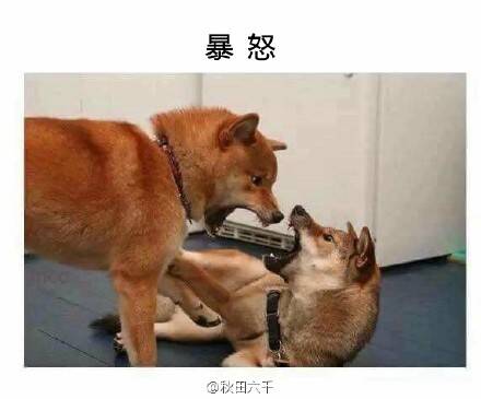  囧图160317:不要叫我萨摩，要叫我贵妇人|43图