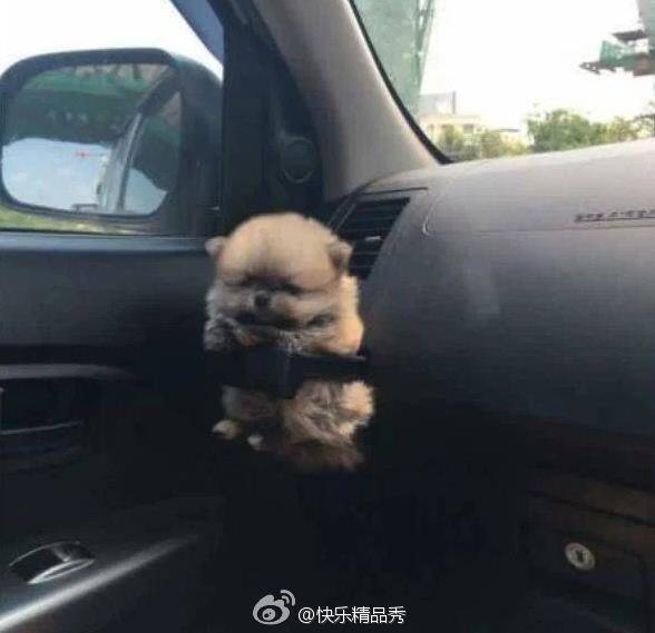  囧图160426:蒙丹经常摔小燕子 是因为他暗恋永琪|41图