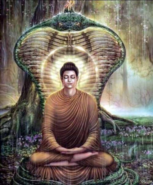 一切众生皆有灵性,释迦牟尼佛成道时,就有大蛇为佛陀遮挡风雨(资料图