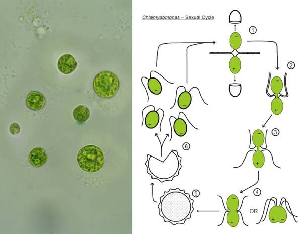真问真答:感恩节,白人究竟屠杀了多少印第安人