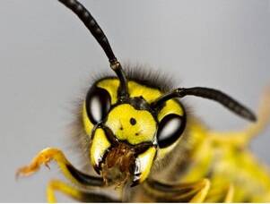 怎样抓蜜蜂不被蜜蜂蛰 20c41c869617085873a6_size21_w301_h228.jpg