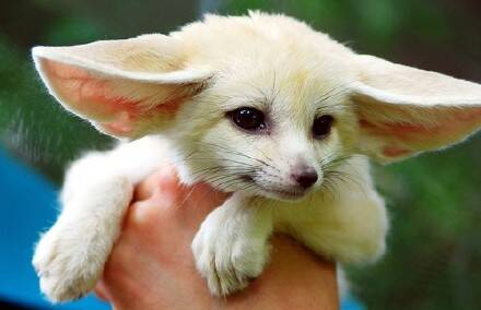 萌宠150403:像蝎灵的耳廓狐 世界上最小的犬科动物
