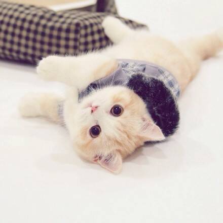 [萌宠]陛下这是今天的萌猫 看这无辜的眼神心都酥了