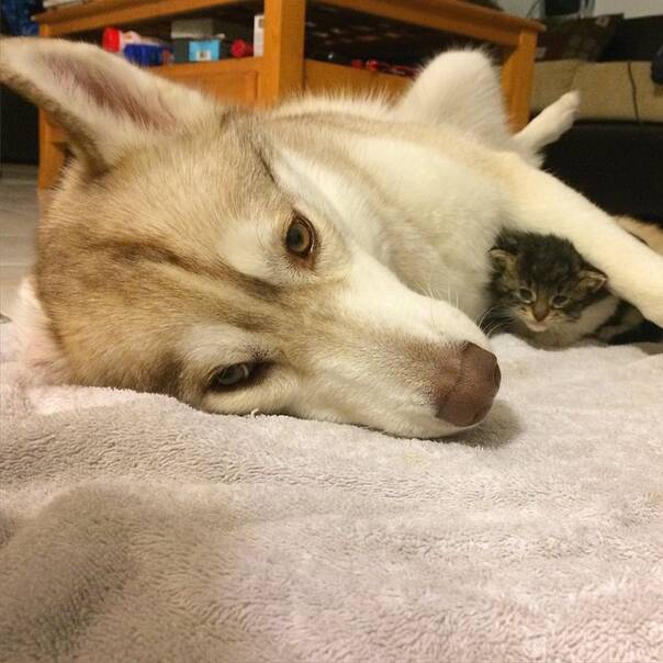暖心150714:濒死小猫遇到哈士奇妈妈 不用离开蓝星啦！
