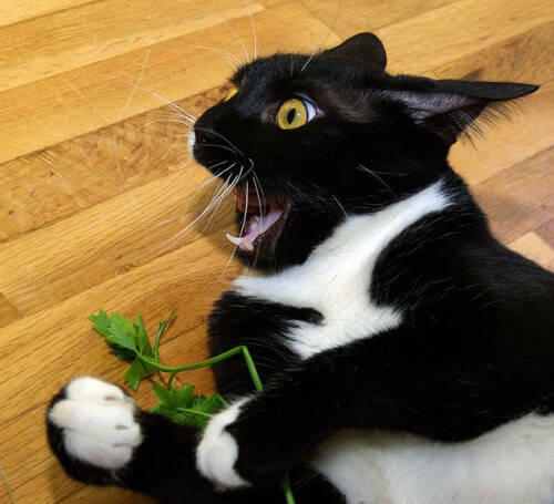 朕的食物呢?