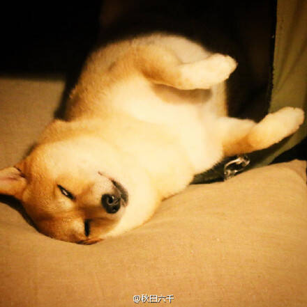 金牌狗刨选手绝技之白眼睡觉 睡姿醉人|含动