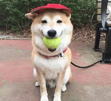 秋田犬和柴犬哪个好养-秋田犬和柴犬养哪个好