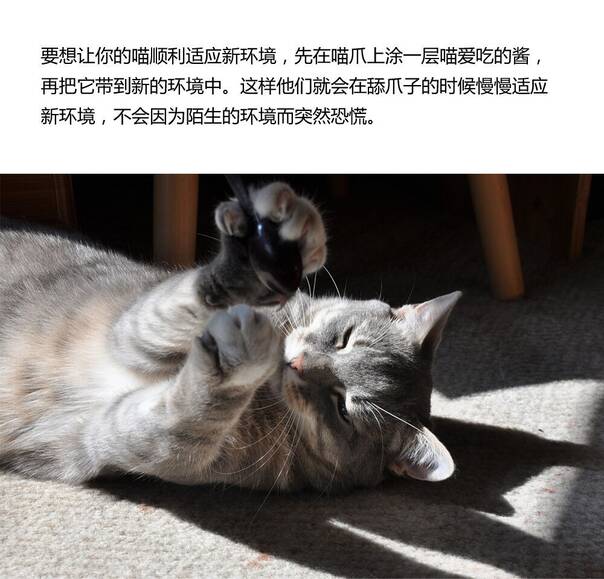 分享一个养猫手册 帮你迅速成为优秀的铲屎官