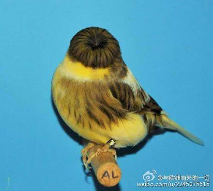 来自动物界的发型碾压 我输得彻彻底底
