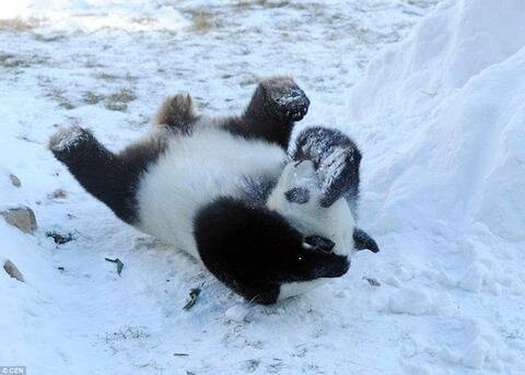 第一次见到雪的国宝 比下雪天的南方人好玩多了