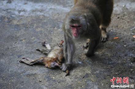 这只猴子收养了一只小狗 寸步不离的生活在一起