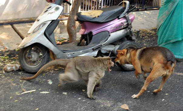 这只猴子收养了一只小狗 寸步不离的生活在一起