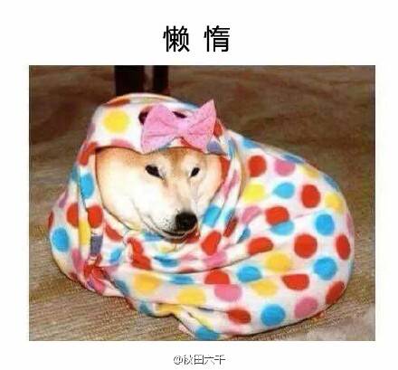  囧图160317:不要叫我萨摩，要叫我贵妇人|43图