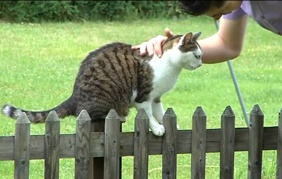 从内裤偷到比基尼 9只最臭名昭著的猫小偷