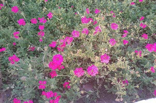 独家分析:买笔记本选微软还是苹果-凤凰新闻