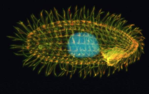 真问真答:感恩节,白人究竟屠杀了多少印第安人