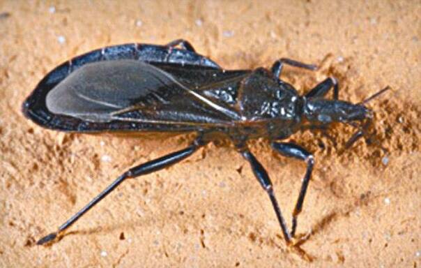 新艾滋病袭美 30万人感染暂时无药可医