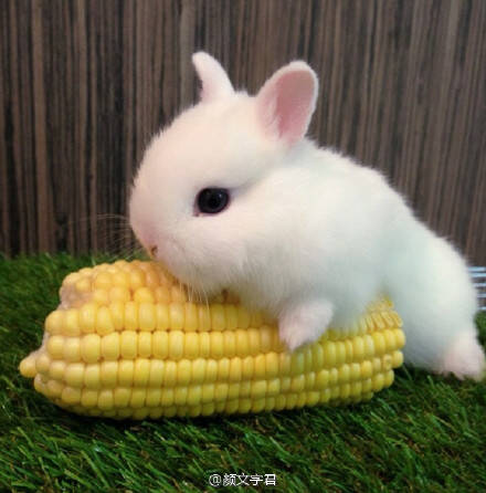 萌宠150430:心情不好的话 就来点小兔叽治愈一下吧