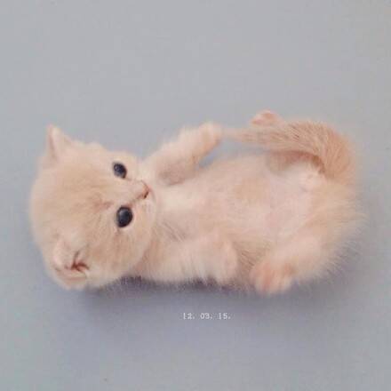 [萌宠]陛下这是今天的萌猫 看这无辜的眼神心都酥了