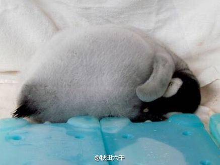 萌宠150526:让人把持不住的帝企鹅幼崽 永远睡不醒的样