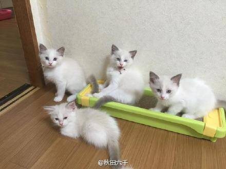 [萌宠]家里养了一窝布偶猫 感觉看到了影分身术
