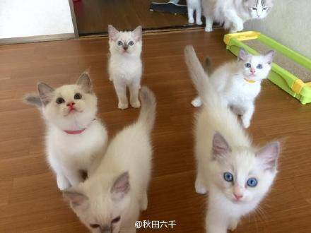 [萌宠]家里养了一窝布偶猫 感觉看到了影分身术