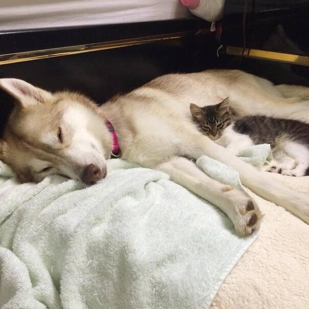 暖心150714:濒死小猫遇到哈士奇妈妈 不用离开蓝星啦！