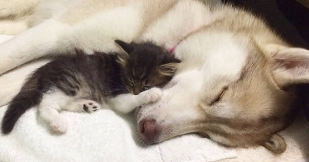 暖心150714:濒死小猫遇到哈士奇妈妈 不用离开蓝星啦！