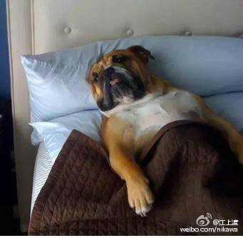 FUN来了150801:2022一定要比舔铁门|被子大的披萨见过没