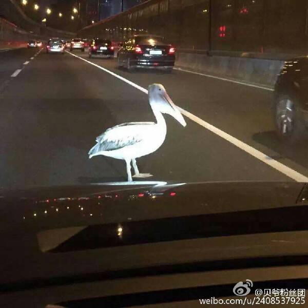 看车标,请问这是什么车