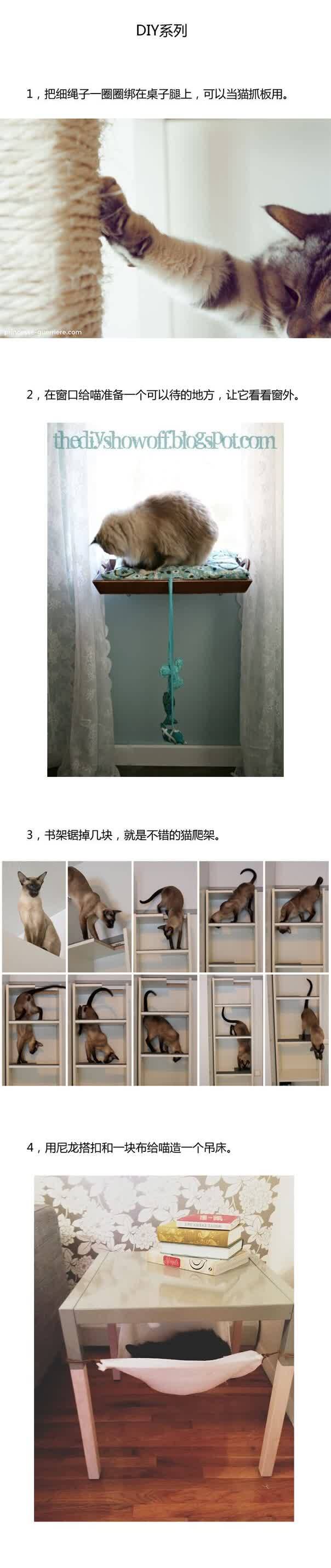 分享一个养猫手册 帮你迅速成为优秀的铲屎官