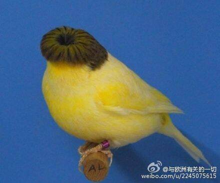 来自动物界的发型碾压 我输得彻彻底底