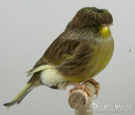 来自动物界的发型碾压 我输得彻彻底底