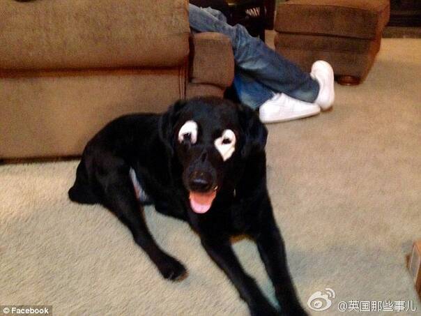 不幸患病的大黑狗 cos熊猫却搞错了配色
