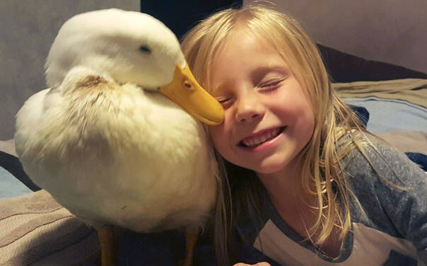 一只鸭子与一个五岁女孩的友谊 爱是无关物种的