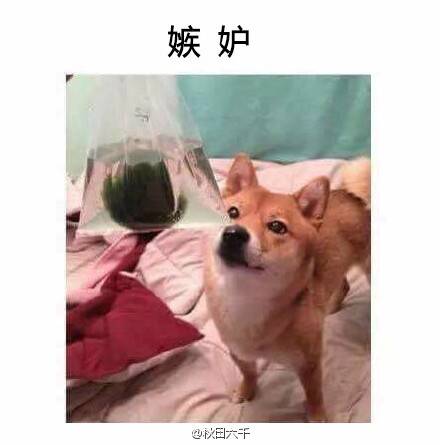  囧图160317:不要叫我萨摩，要叫我贵妇人|43图
