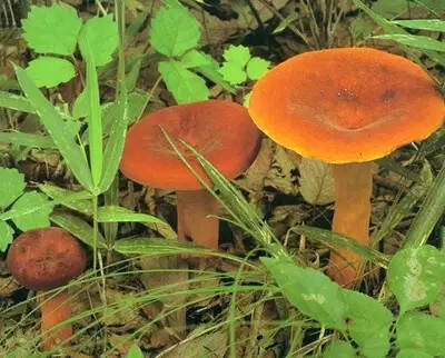 很多人没吃过菌子蘑菇 c223049d-faa1-4ca4-bb68-7690645e4eff_size56_w400_h322.jpg