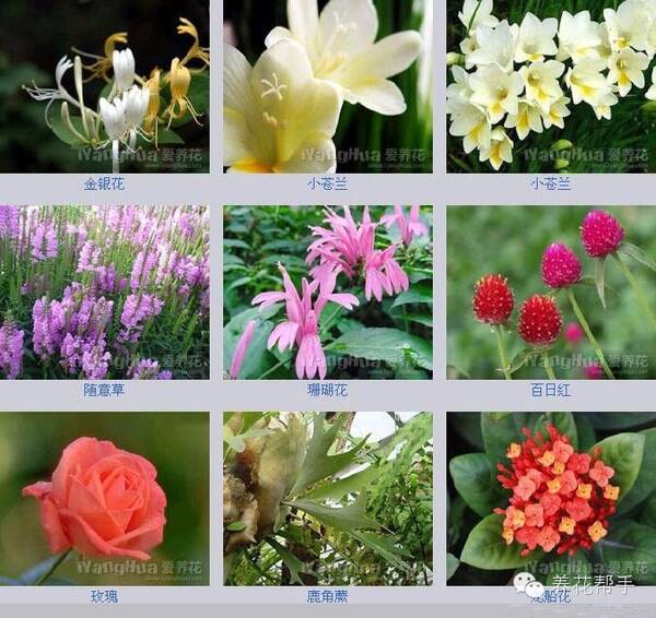 你认识这些花吗?世界最全花卉图片,认花不求人!